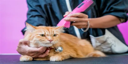 Transform Your Cat's Look: Explore Cat Haircut Options in Port Arthur, TX