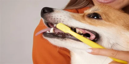 Why Dog Teeth Brushing Matters in Beaumont, TX